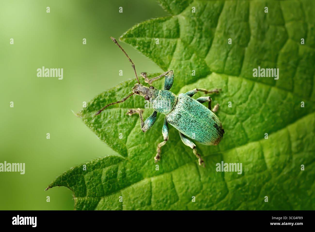 Brennnesselblattkäfer (Phyllobius pomaceus) von oben auf einem grünen Blatt Stockfoto