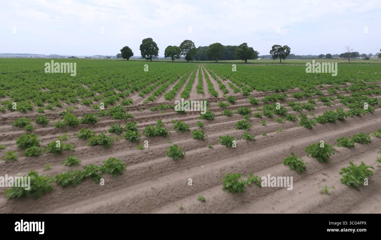 Flachwinkelansicht eines symmetrischen Kartoffelplantagen, das intelligente Landwirtschaftstechnologie, ökologische Landwirtschaft und nachhaltige Nahrungsmittelversorgung repräsentiert Stockfoto