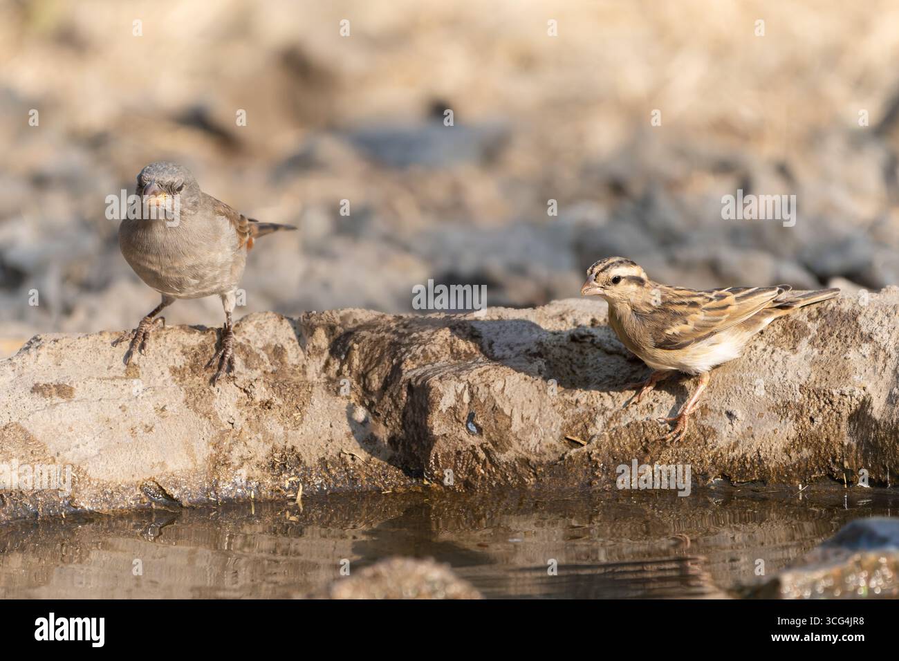 Der Nordkopfsperling (Passer griseus), auch bekannt als der Graukopfsperling, ist eine Vogelart aus der Familie der Spatzen Passeridae Stockfoto