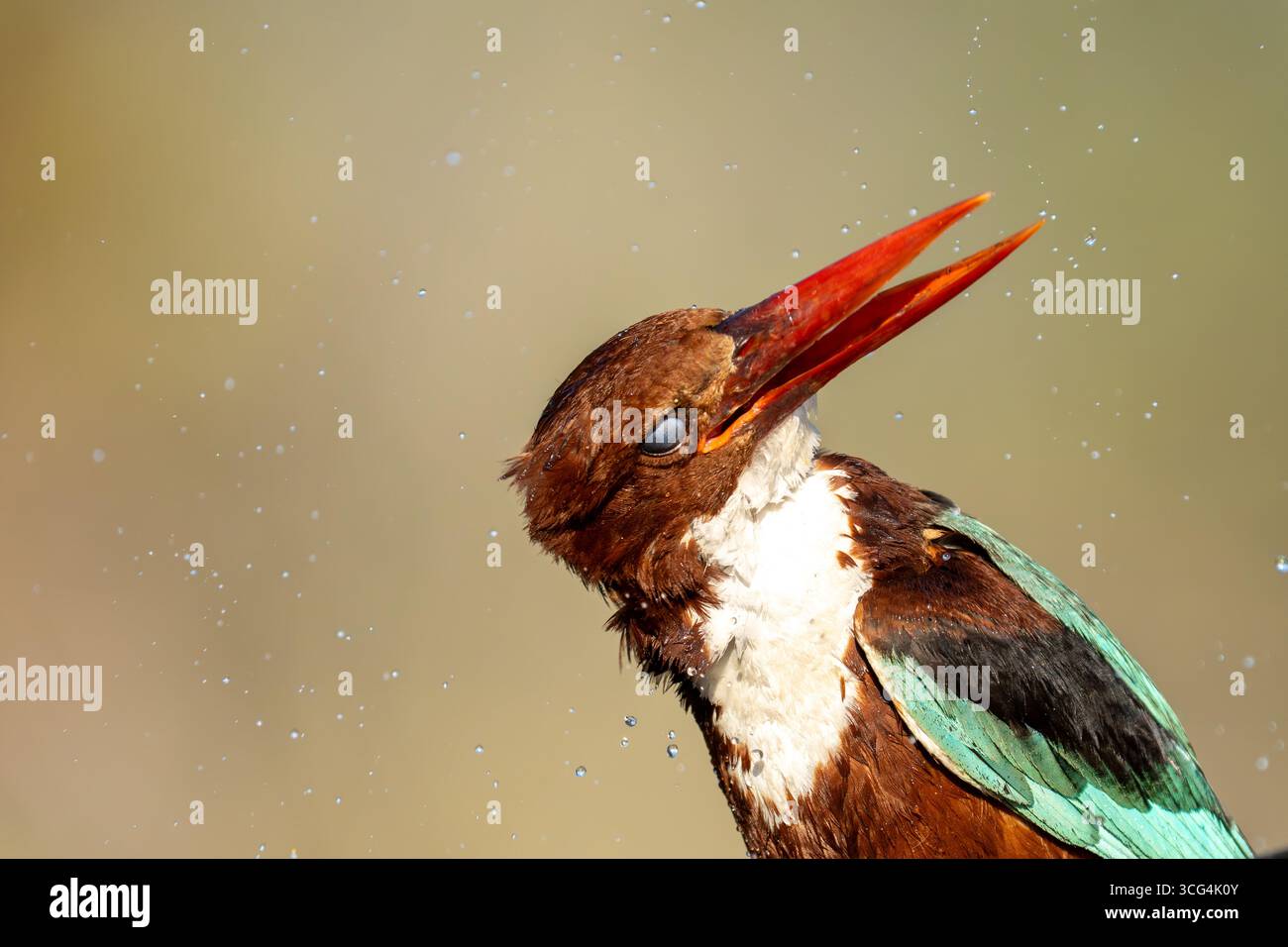 Der weißkehleneisvogel (Halcyon smyrnensis), auch bekannt als weißbrusenvogel, ist ein Baum, der in Asien von t weit verbreitet ist Stockfoto