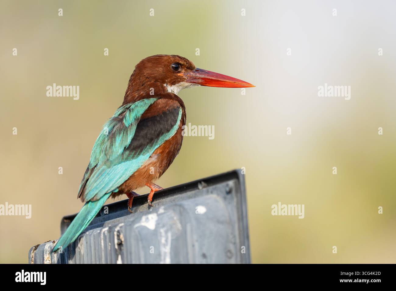 Der weißkehleneisvogel (Halcyon smyrnensis), auch bekannt als weißbrusenvogel, ist ein Baum, der in Asien von t weit verbreitet ist Stockfoto