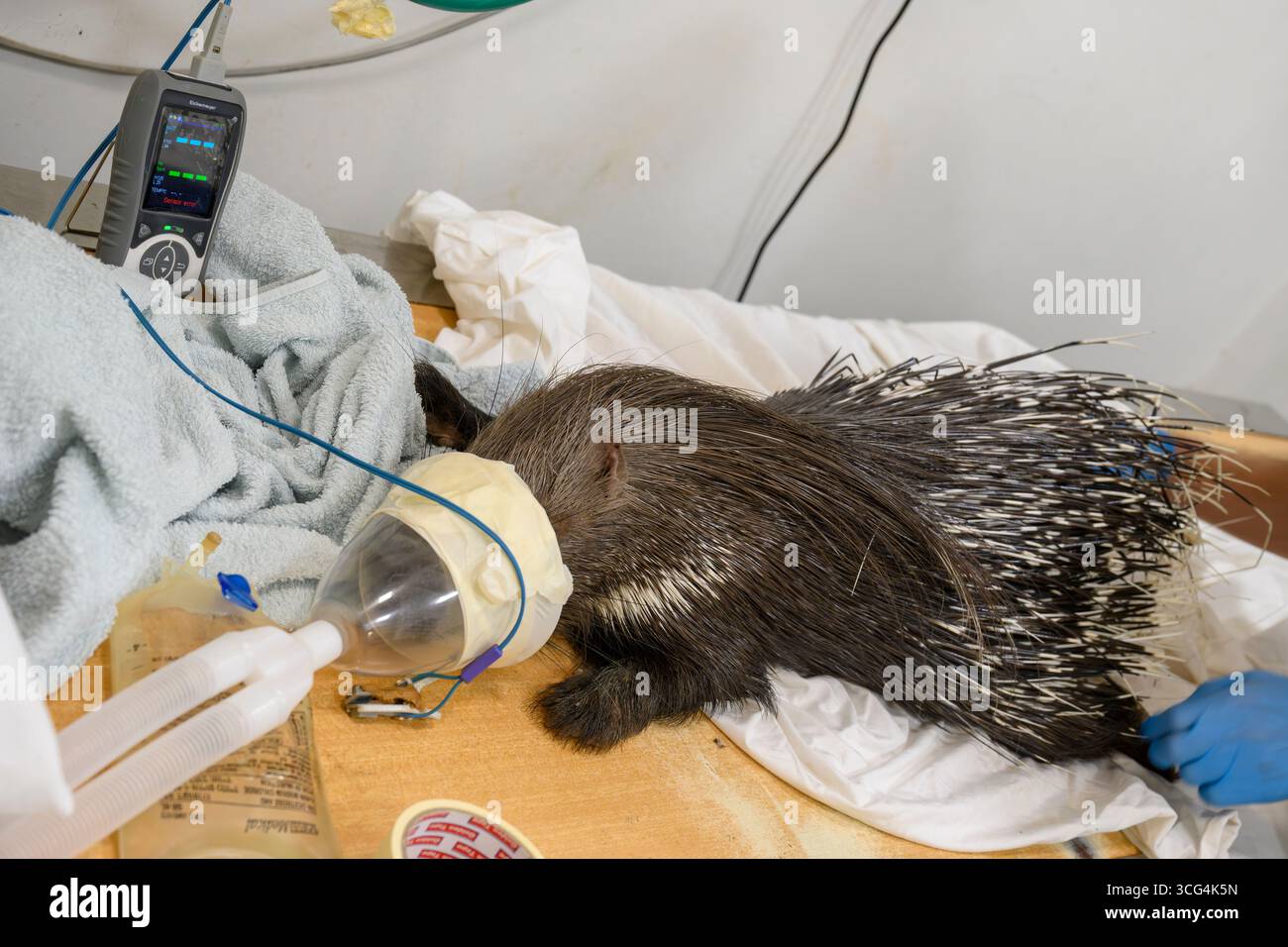 Veterinärärärzte und Pflegepersonal führen eine körperliche Untersuchung an einem kürzlich angekommenen indischen Haubenschwein (Hystrix indica) durch Stockfoto