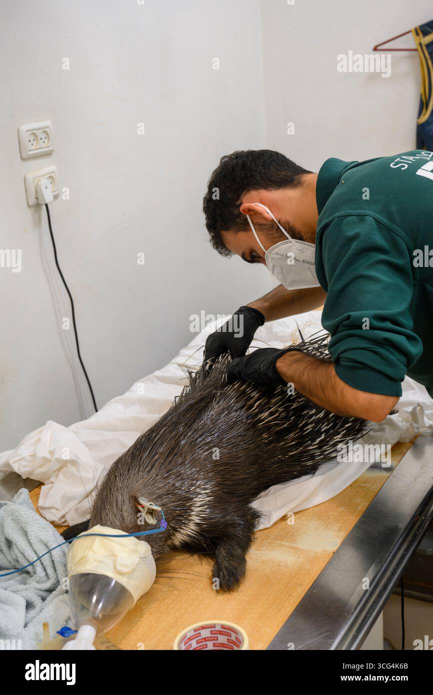 Veterinärärärzte und Pflegepersonal führen eine körperliche Untersuchung an einem kürzlich angekommenen indischen Haubenschwein (Hystrix indica) durch Stockfoto