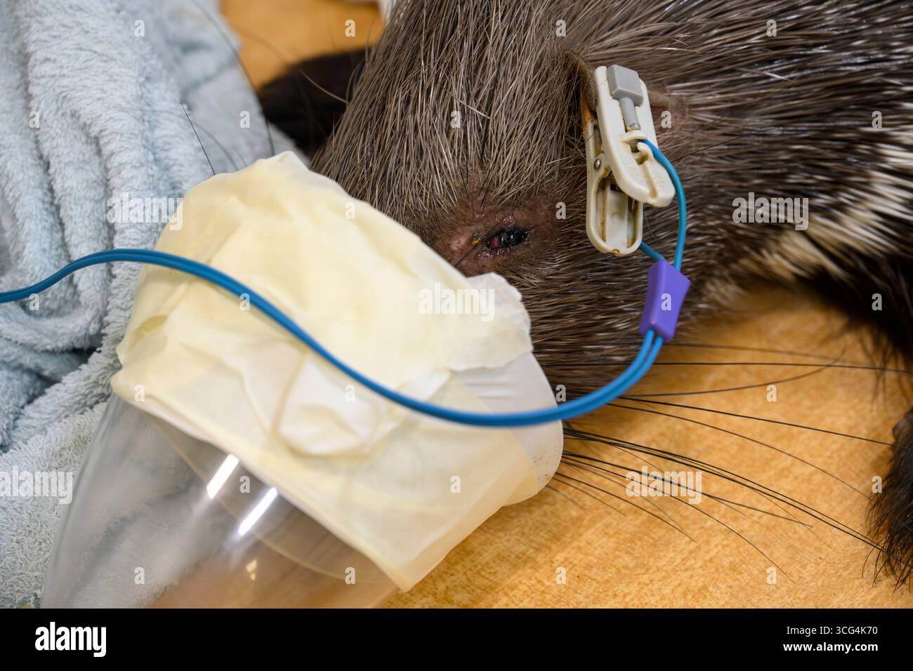 Veterinärärärzte und Pflegepersonal führen eine körperliche Untersuchung an einem kürzlich angekommenen indischen Haubenschwein (Hystrix indica) durch Stockfoto