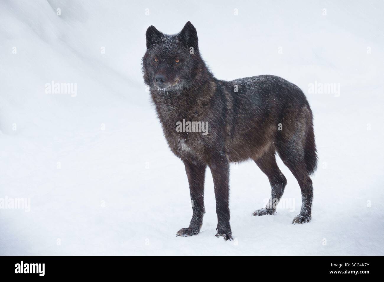 Kanadischer schwarzer Wolf, der im Schnee steht Stockfoto