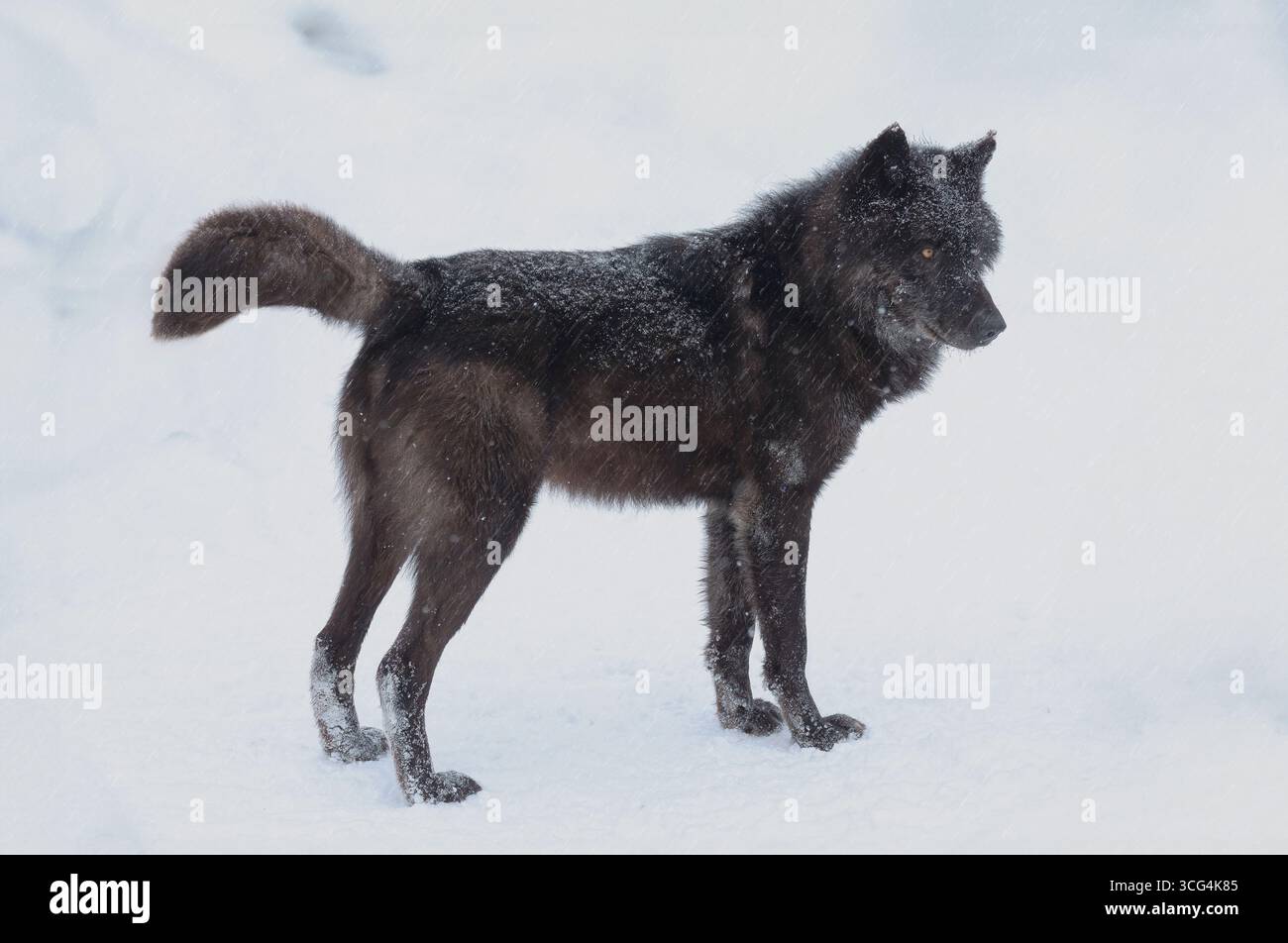 Kanadischer schwarzer Wolf, der im Schnee steht Stockfoto