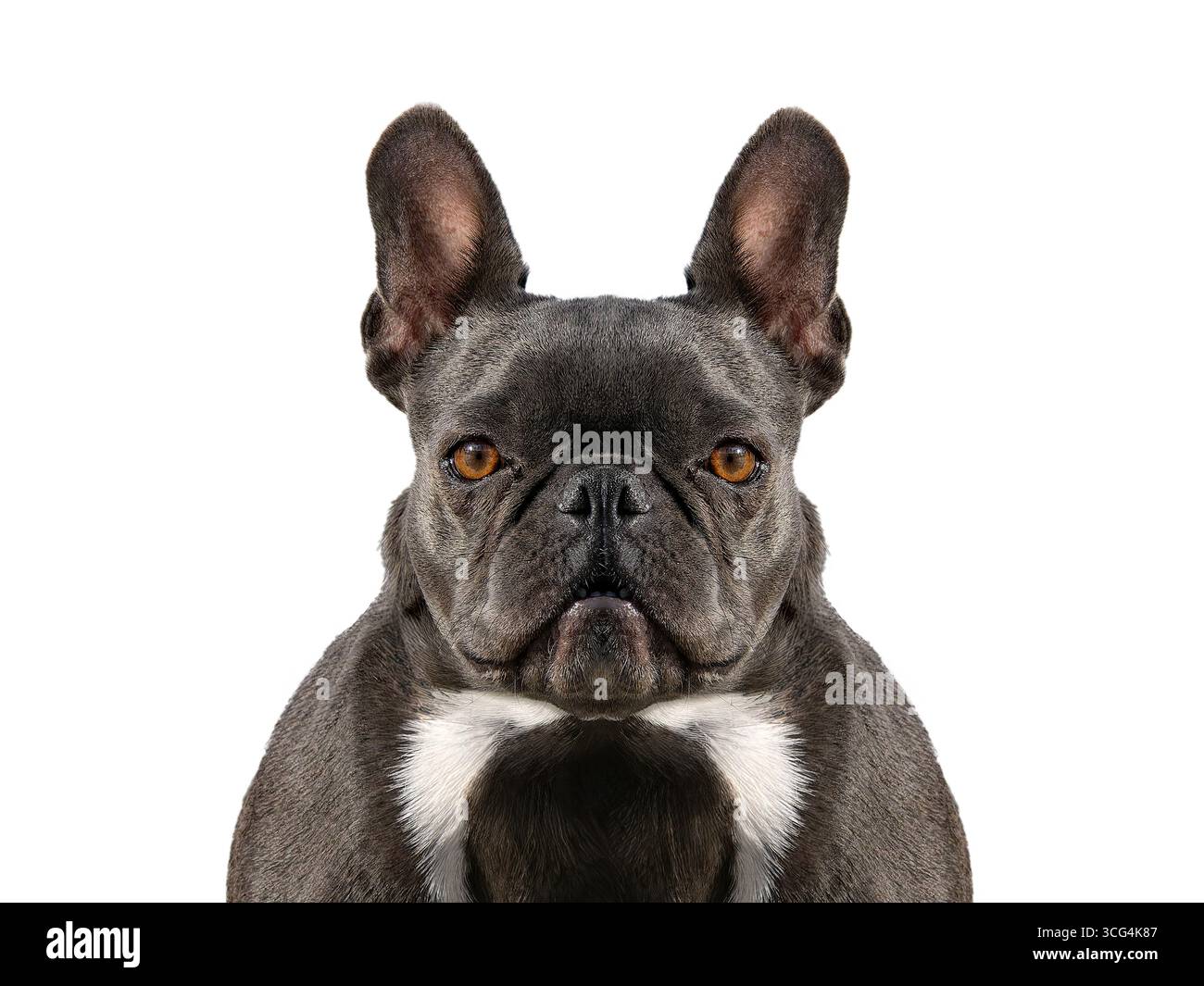 französisch Bulldog isoliert auf weißem Hintergrund Stockfoto