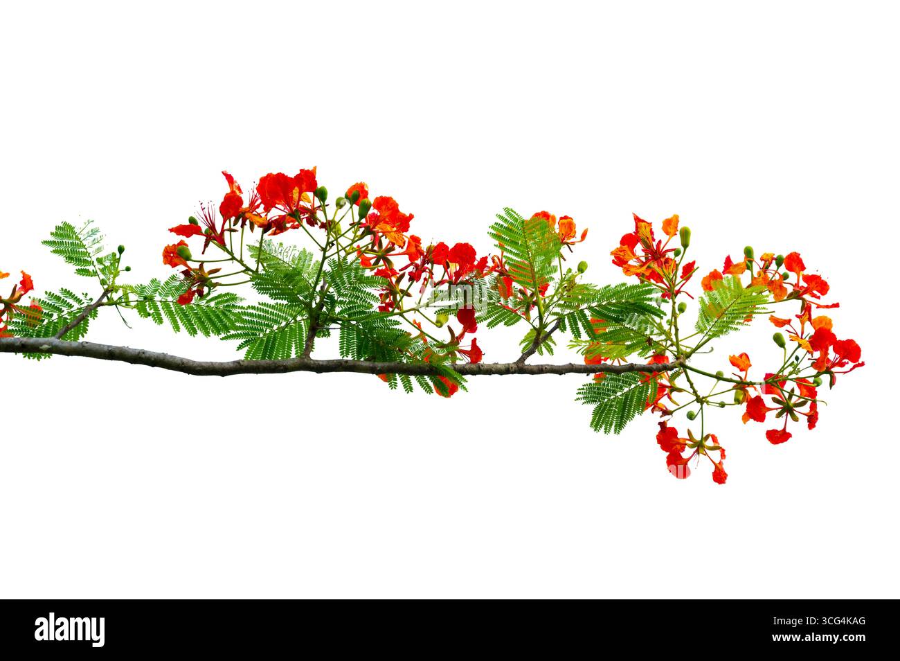Royal Poinciana Zweig mit roten Blumen und grünen Blättern isoliert auf weißem Hintergrund Stockfoto