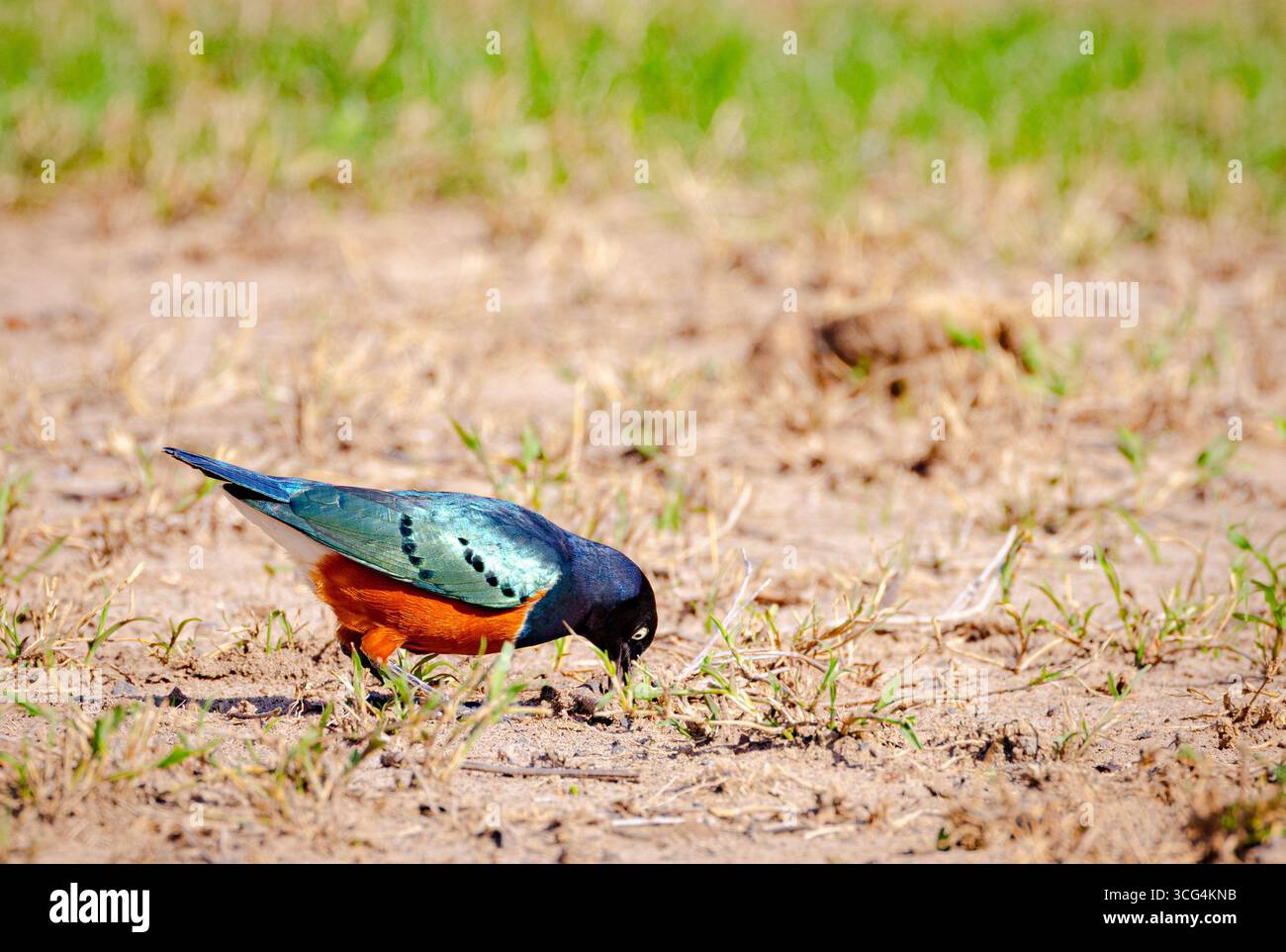 Superstar Starling (Lamprotornis Superbus) am Ol Pejeta Conservancy ist ein 360 km² (140 sq mi) gemeinnütziges Naturschutzgebiet im zentralkenianischen L Stockfoto