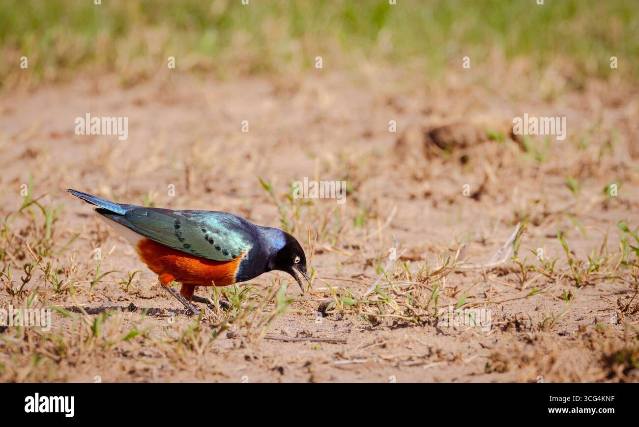 Superstar Starling (Lamprotornis Superbus) am Ol Pejeta Conservancy ist ein 360 km² (140 sq mi) gemeinnütziges Naturschutzgebiet im zentralkenianischen L Stockfoto