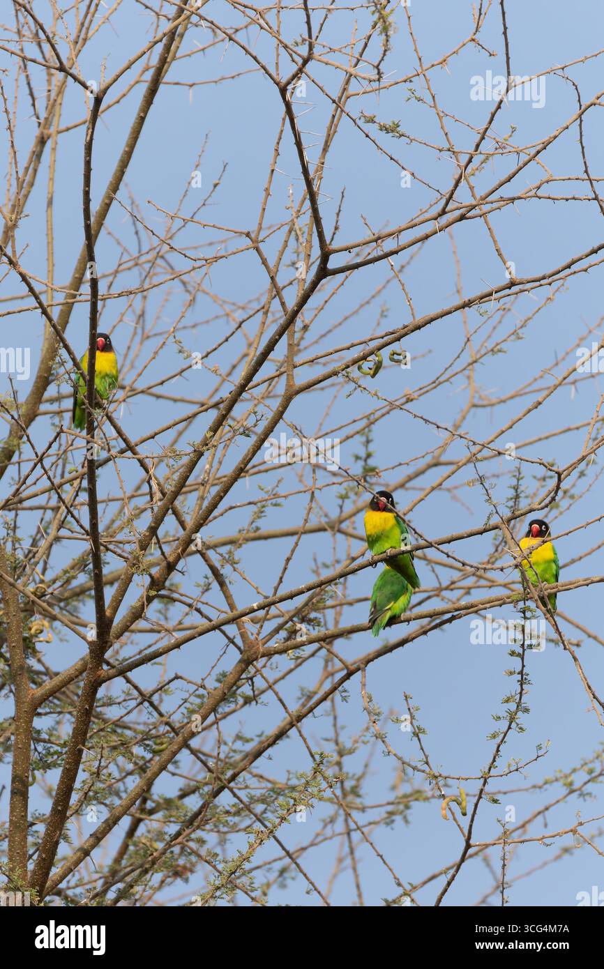 Gelbkranz-Lovebird (Agapornis personatus), auch als maskierter Lovebird, schwarz maskierter Lovebird oder Augenring-Lovebird bezeichnet, ist eine monotypische Art von bi Stockfoto