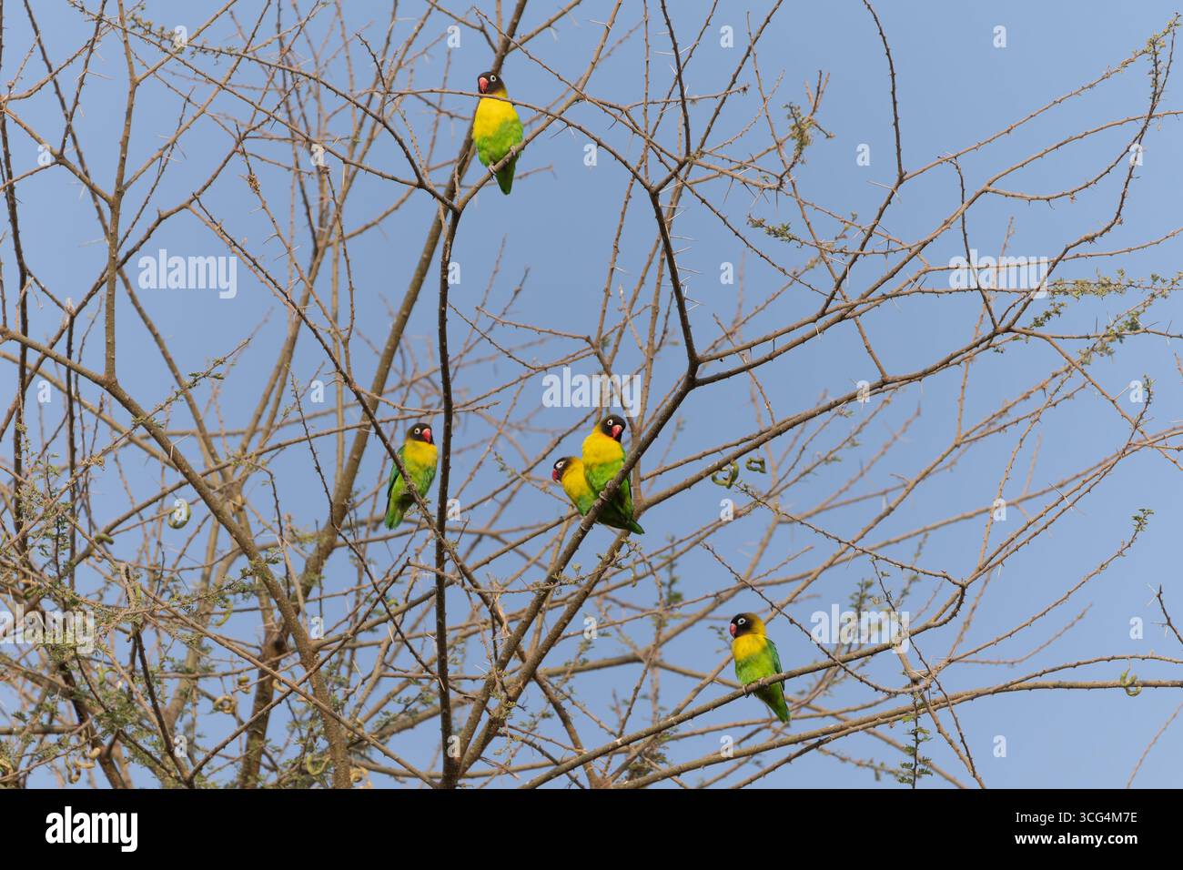 Gelbkranz-Lovebird (Agapornis personatus), auch als maskierter Lovebird, schwarz maskierter Lovebird oder Augenring-Lovebird bezeichnet, ist eine monotypische Art von bi Stockfoto