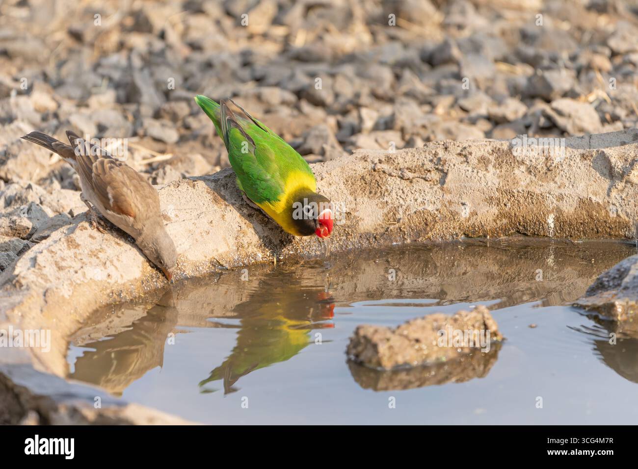 Gelbkranz-Lovebird (Agapornis personatus), auch als maskierter Lovebird, schwarz maskierter Lovebird oder Augenring-Lovebird bezeichnet, ist eine monotypische Art von bi Stockfoto
