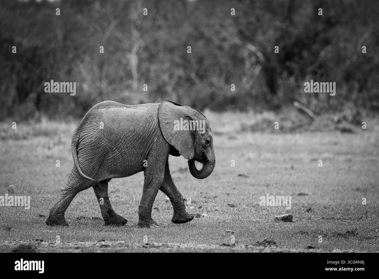 Nahaufnahme eines jungen afrikanischen Buschelefanten (Loxodonta africana) auf der Solio Ranch ist ein privates Naturschutzgebiet in Kenia Stockfoto