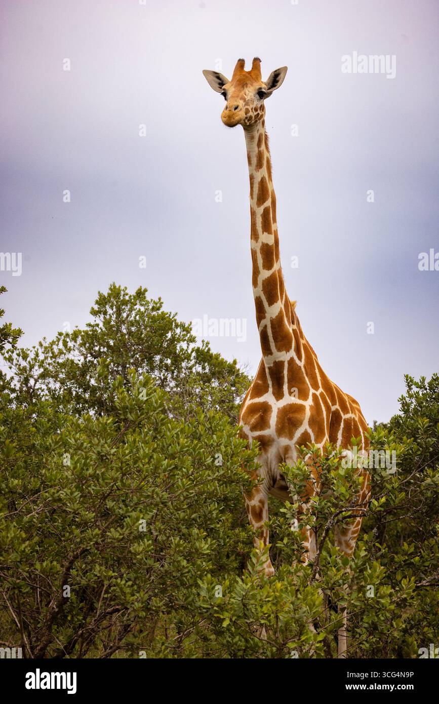 Die Netzgiraffe (Giraffa camelopardalis reticulata) auf der Solio Ranch ist ein privates Naturschutzgebiet in der Zentralprovinz Kenias Stockfoto