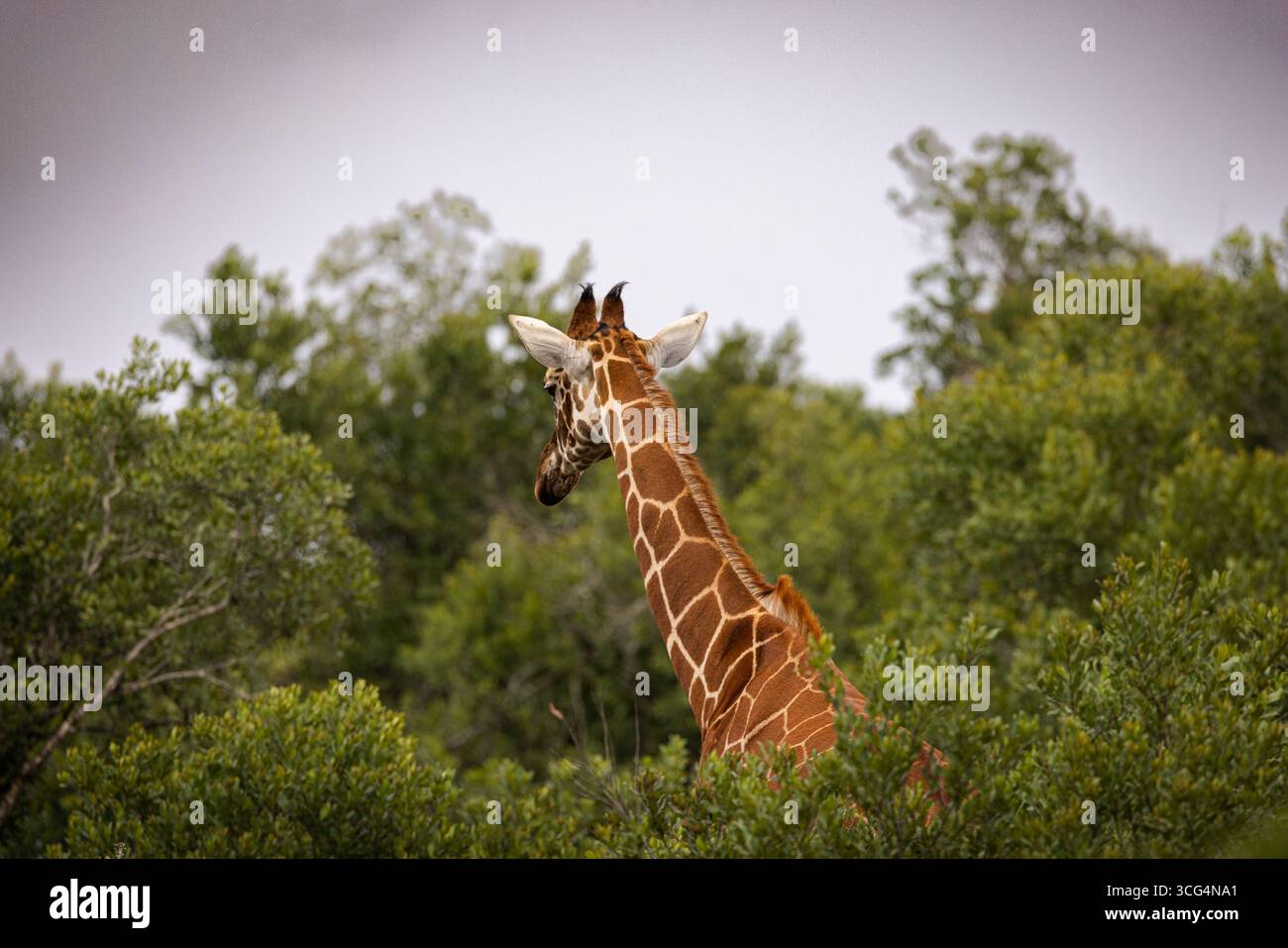 Die Netzgiraffe (Giraffa camelopardalis reticulata) auf der Solio Ranch ist ein privates Naturschutzgebiet in der Zentralprovinz Kenias Stockfoto