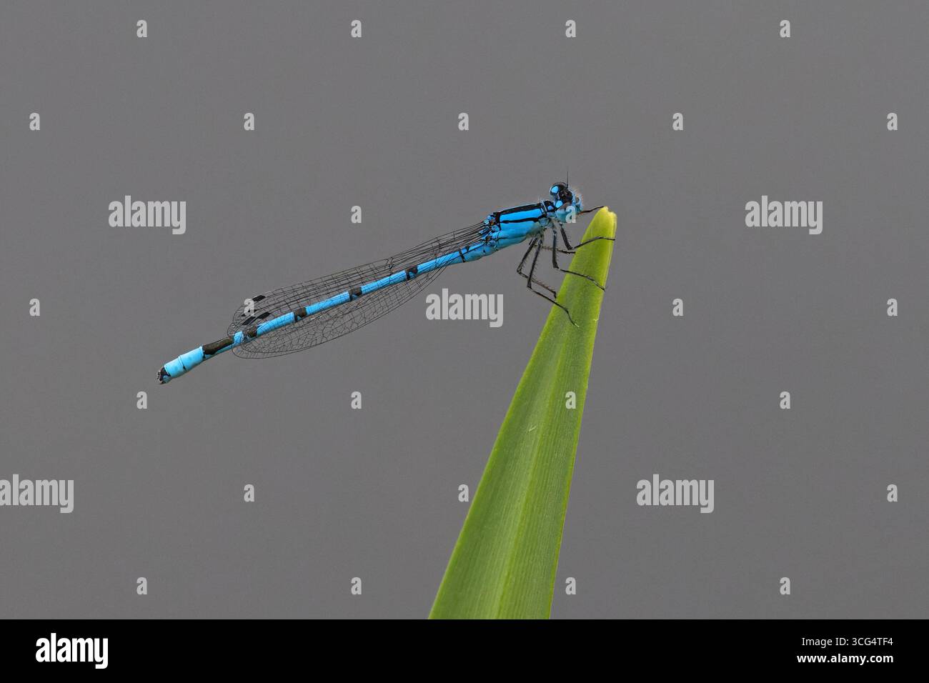 Gemeine Blaue Damselfliege auch bekannt als gemeine Blaue (Enallagma cyathigerum) Stockfoto