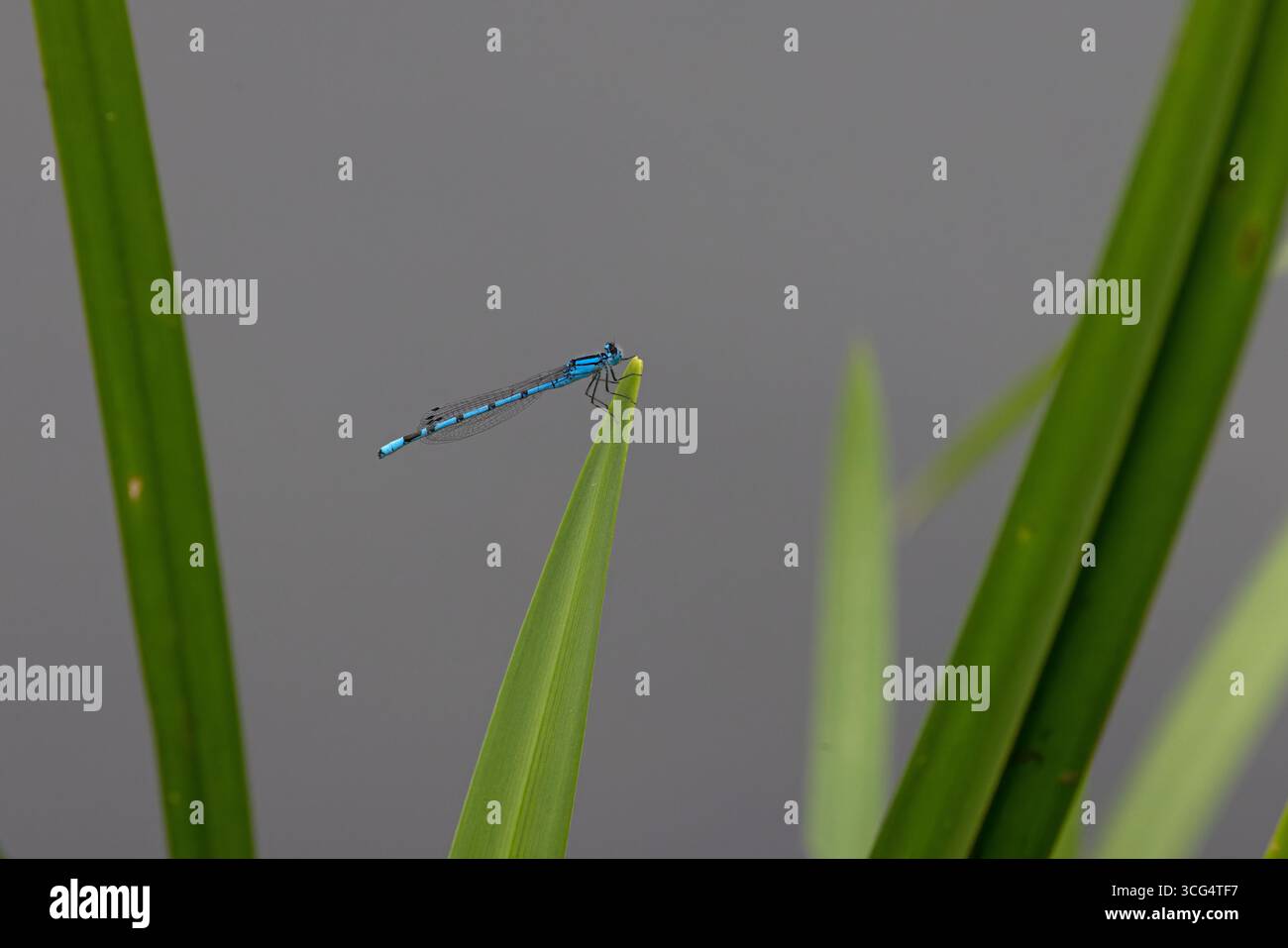 Gemeine Blaue Damselfliege auch bekannt als gemeine Blaue (Enallagma cyathigerum) Stockfoto