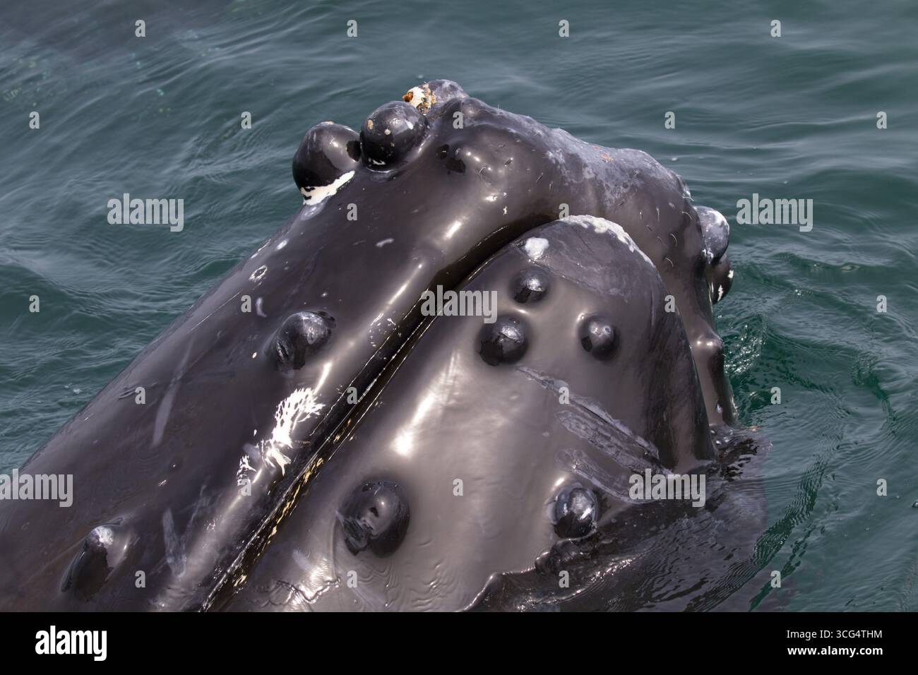 Buckelwal Megaptera novaeangliae aus der Nähe des Kopfes, der die großen Tubacles vor der Grand Manan Island Bay of Fundy New Brunswick Canada im August 2016 zeigt Stockfoto