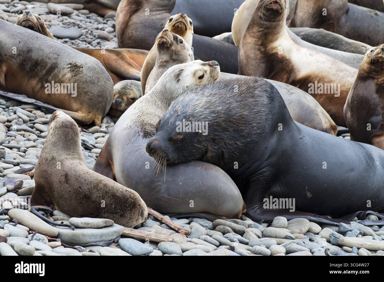 Südliche Seelöwen Otaria flavescens männlich mit weiblichen Tieren an einem Kiesstrand Bleaker Island Falkland Islands British Overseas Territory Dezember 2016 Stockfoto
