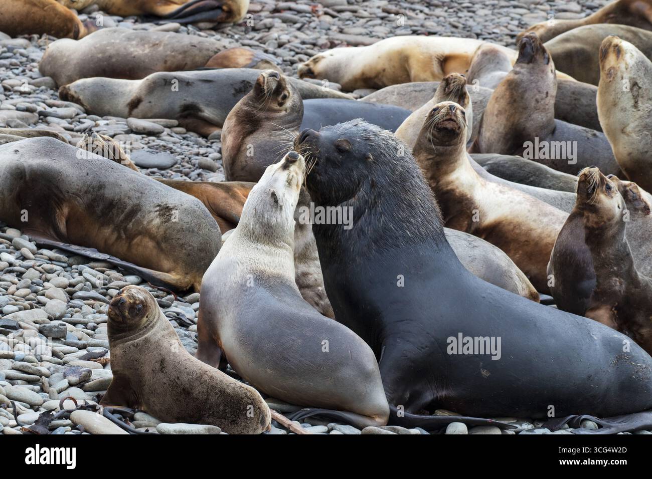 Südliche Seelöwen Otaria flavescens männlich mit weiblichen Tieren an einem Kiesstrand Bleaker Island Falkland Islands British Overseas Territory Dezember 2016 Stockfoto