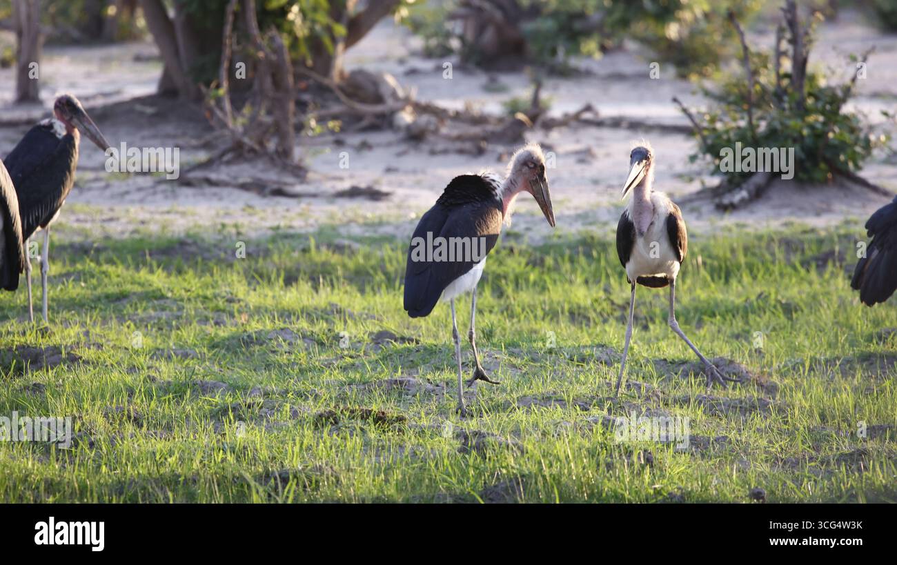 Marabou-Störche im Okavango-Delta Stockfoto
