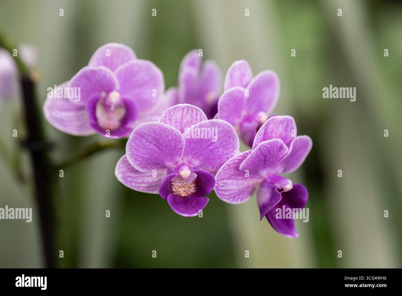 Orchideenviolette Königin Phalaenopsis Blüten, Pflanze in der Familie der Orchidaceae. Stockfoto