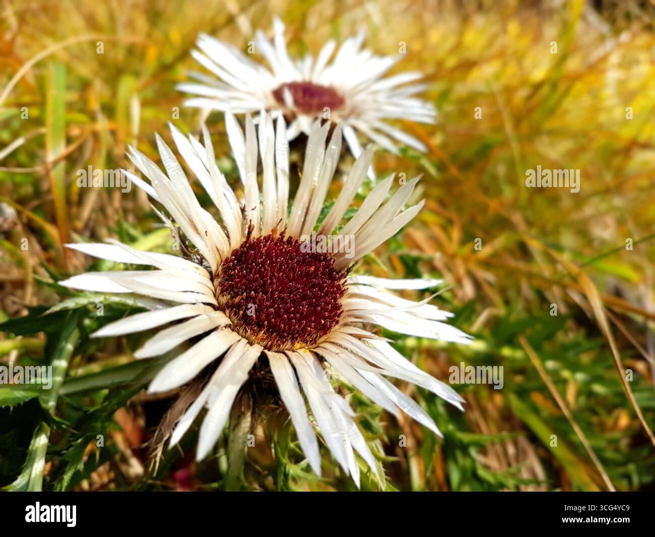 Nahaufnahme von zwei Silberdisteln im warmen Herbstlicht auf braunem gelbem Gras in einem dichten Bergwald Stockfoto