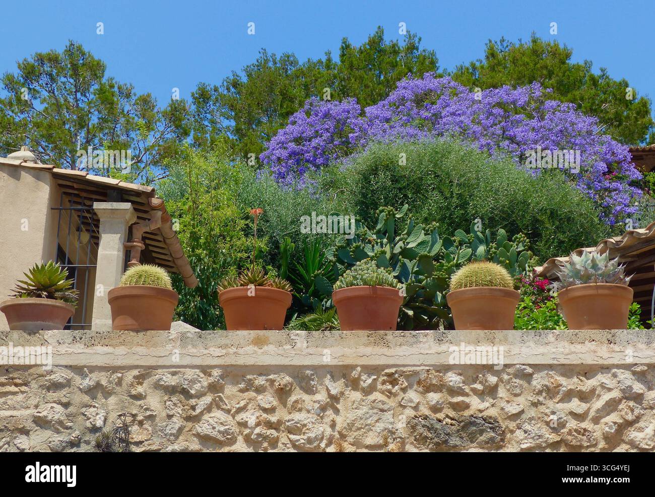 Einzigartige Aufnahme eines mediterranen Gartens mit Kaktustöpfen an einer Wand und lila und grün blühenden Bäumen Stockfoto