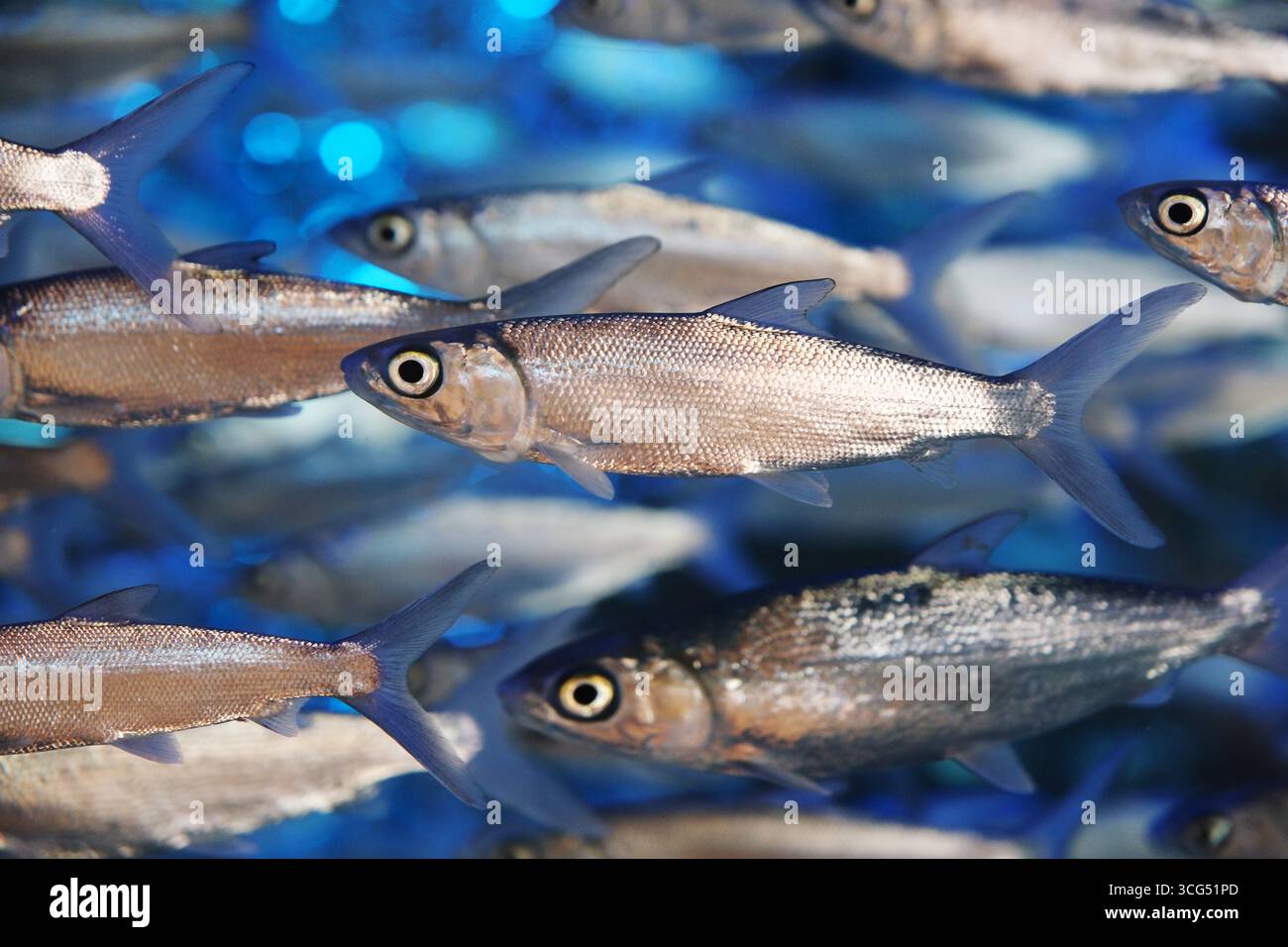 Eine Schule von Milchfischen, die im blauen Wasser schwimmen Stockfoto