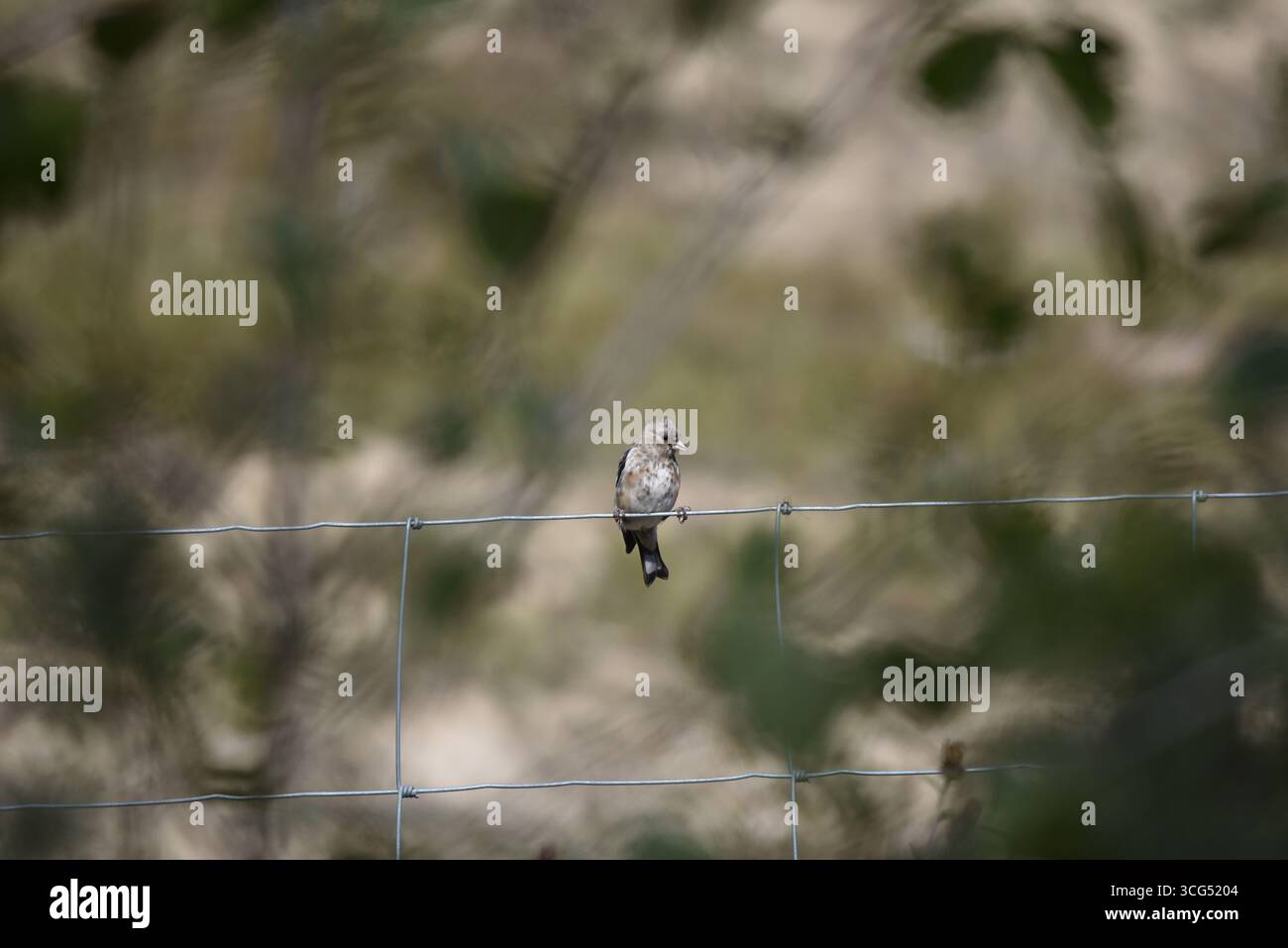 Junger Europäischer Goldfinch (Carduelis carduelis), der die Kamera von oben über Stacheldrahtzaun vor einem verschwommenen Hintergrund des Sunny Woodlands, Großbritannien zeigt Stockfoto