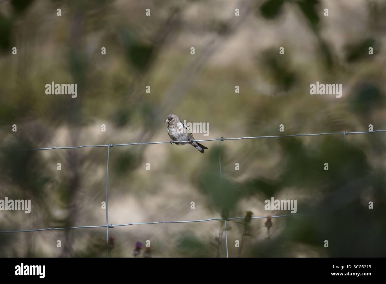 Bild eines jungen europäischen Goldfinchs (Carduelis carduelis) mit nach links gedrehtem Kopf, auf dem Stacheldraht, in der späten Nachmittagssonne in Wales Stockfoto