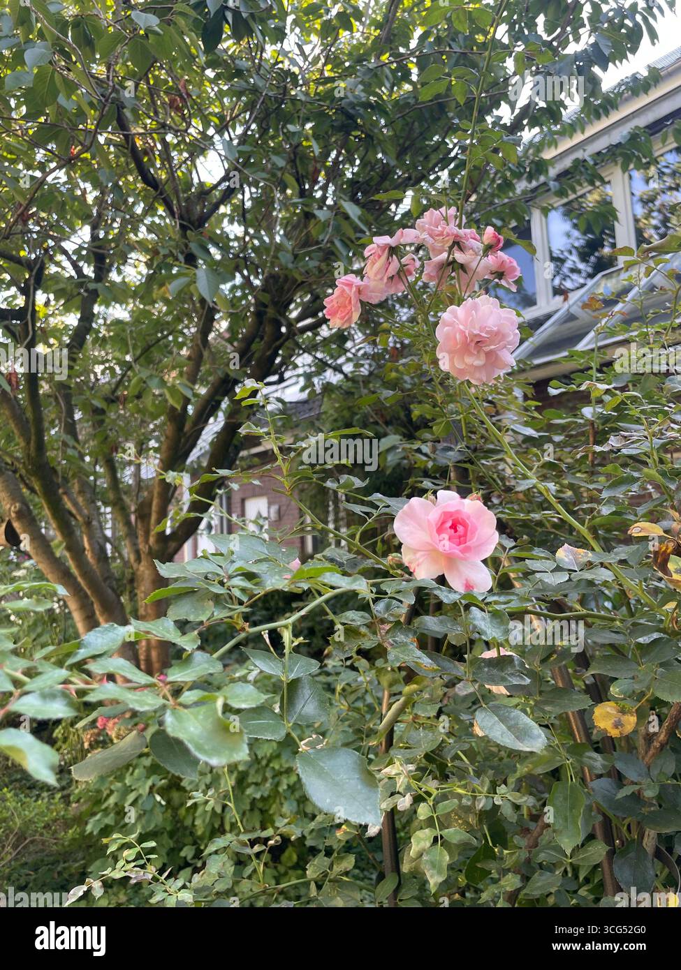 Sommerblick auf das Tor - Smartphone-aufgenommenes Stockfoto