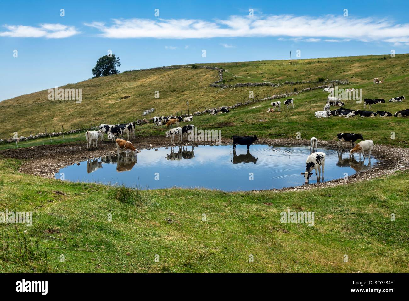 Eine Herde Kühe versammelte sich um einen kleinen Teich auf einer Alm. Einige Kühe trinken und stehen im Wasser, während andere auf dem g ruhen Stockfoto