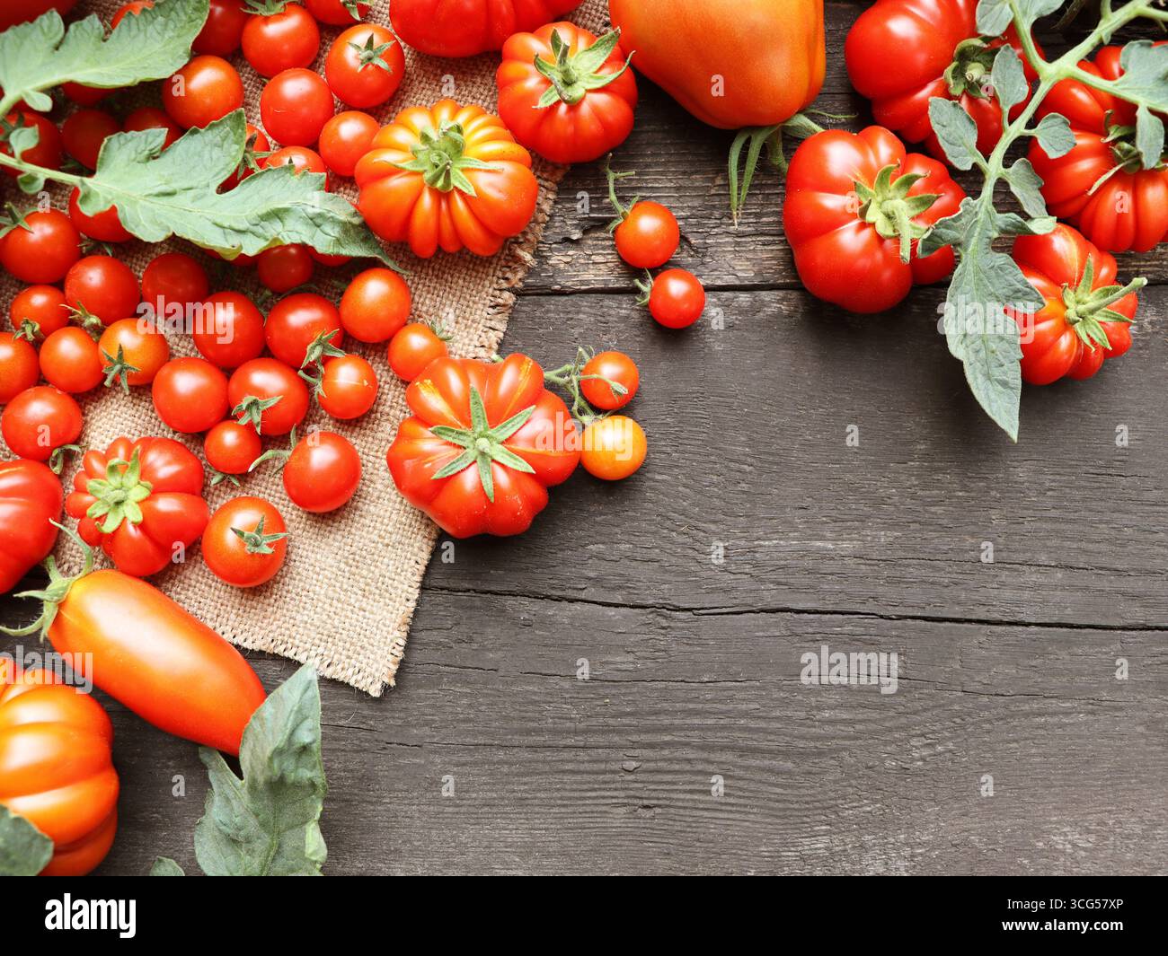 Die Ernte verschiedener Tomaten. Auswahl an frischen, farbenfrohen Tomaten. Verschiedene Tomaten/Paradeiser-Sorten Stockfoto