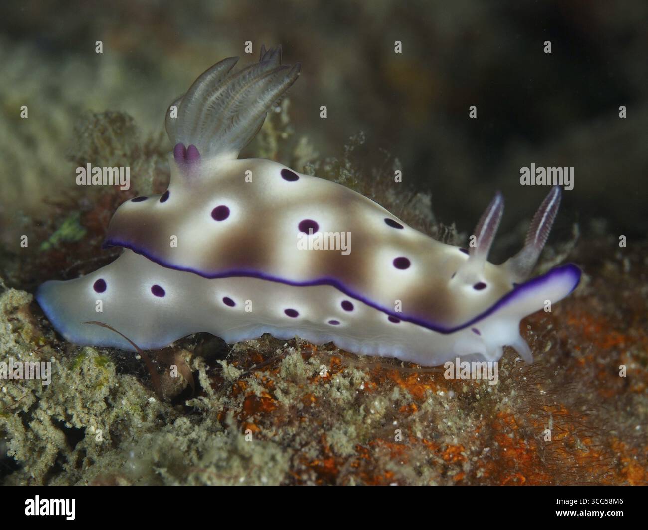 Violett gefleckter Nacktschnecke, die prächtige Sternschnecke (Hypselodoris tryoni), auf einem Meeresboden. Tauchplatz Gondol Reef, Gondol, Bali, Indonesien Stockfoto