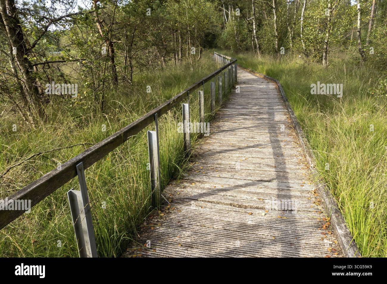 Der malerische Pfad lädt zu Erkundungen in der ruhigen Natur ein Stockfoto