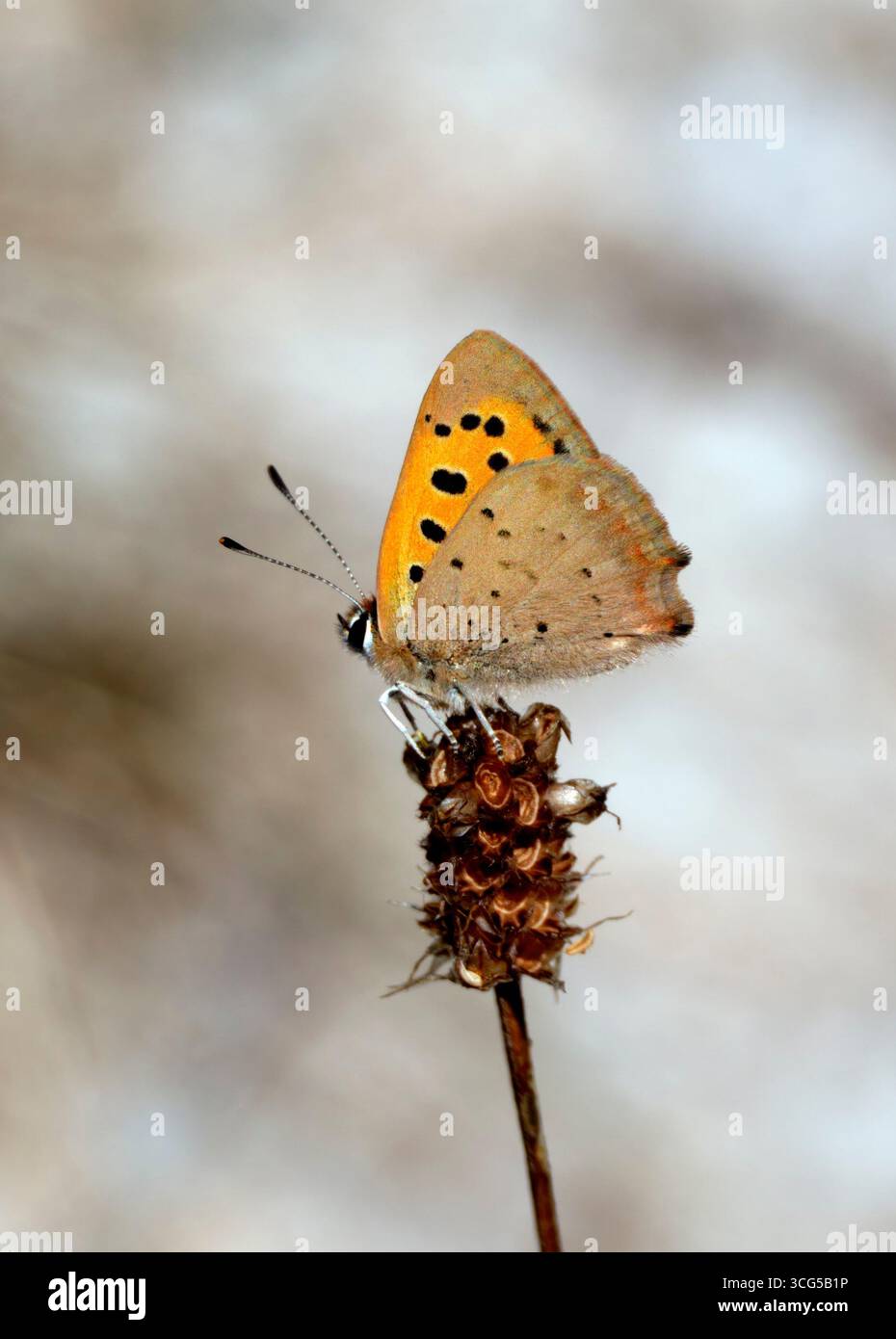Kleines Kupfer auf dem Saatkopf. Perham Down, Andover, Hampshire, England. Stockfoto