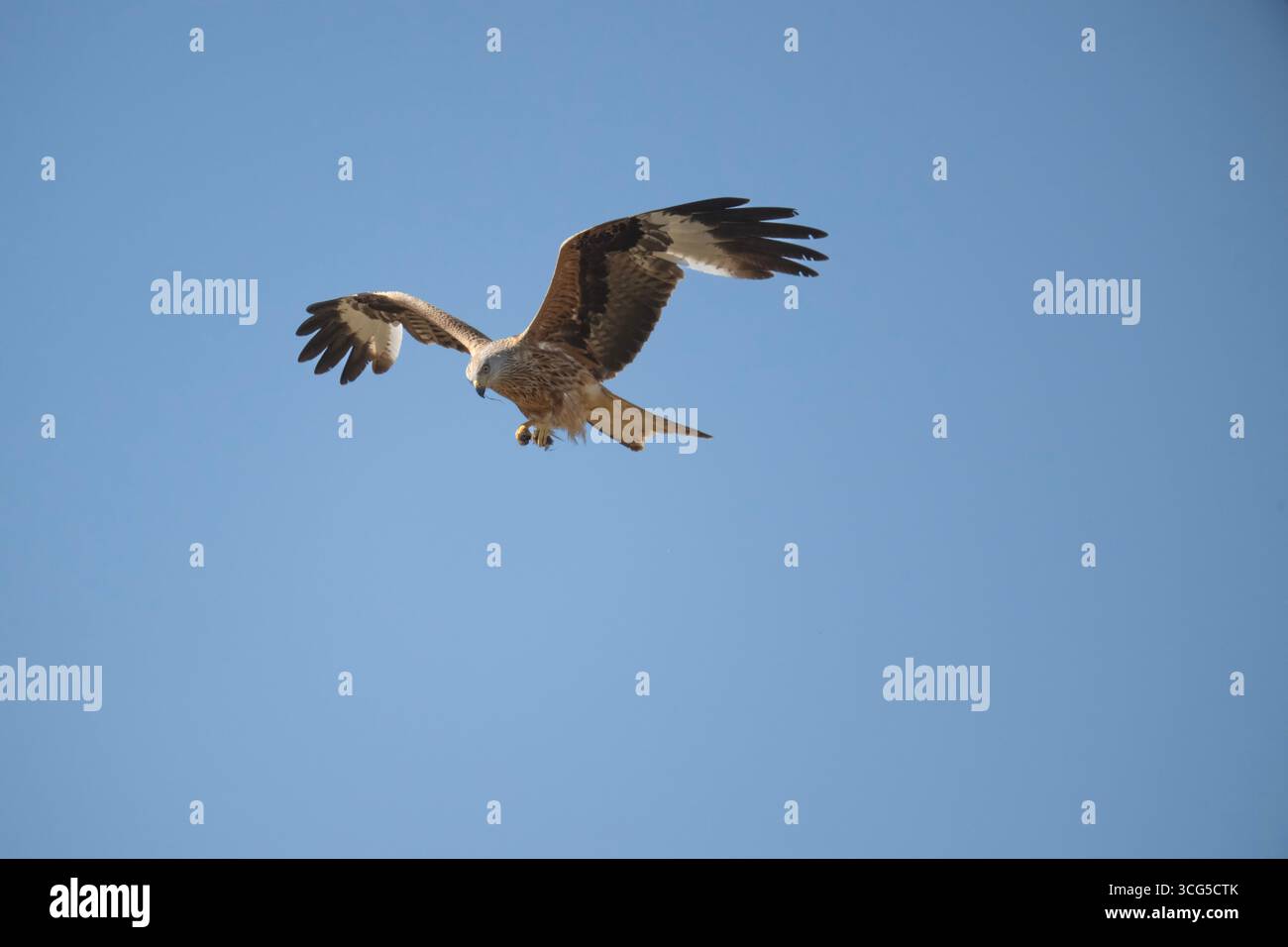 Ein roter Drachen, der herrlich anmutig ist, ist unverkennbar mit seinem rotbraunen Körper, den abgewinkelten Flügeln und dem tief gespaltenen Schwanz. Es wurde aus nat gespeichert Stockfoto