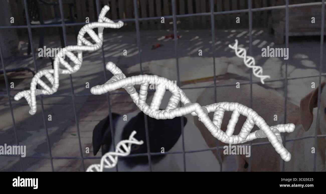 Zwei stehende Hunde mit Kragen, die durch Gitterzaun im Stift schauen, mit schwimmenden DNA-Helixformen Stockfoto