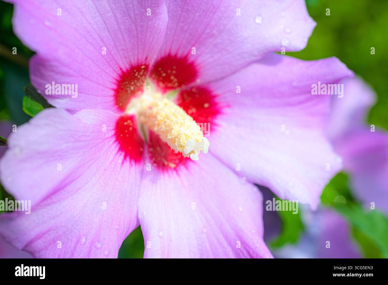 Hellrosa Hibiskusblüte (Hibiscus syriacus) mit rotem Zentrum und gelbem Pollen, bedeckt mit Tau und umgeben von grünem Laub. Stockfoto