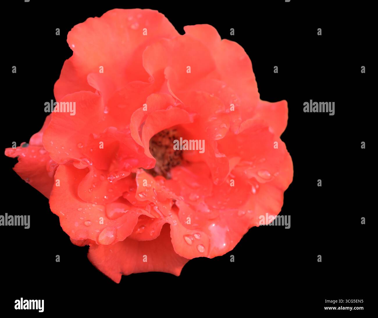 Rote Rosenblüte mit Tautropfen auf Blütenblättern, isoliert auf schwarzem Hintergrund. Stockfoto