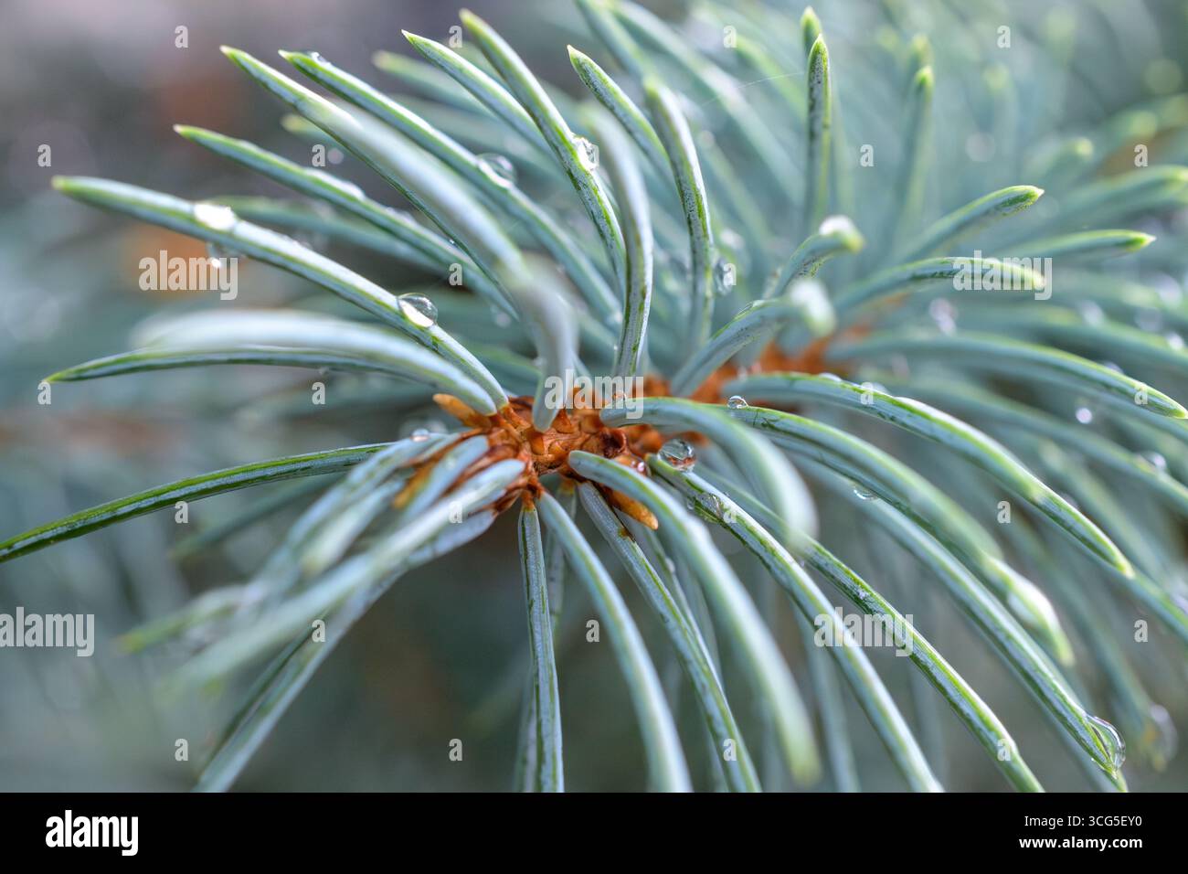 Wassertröpfchen haften an den Spitzen der blauen Fichtennadeln und heben ihre silbrig-grüne Farbe und ihr strahlendes Muster hervor. Stockfoto