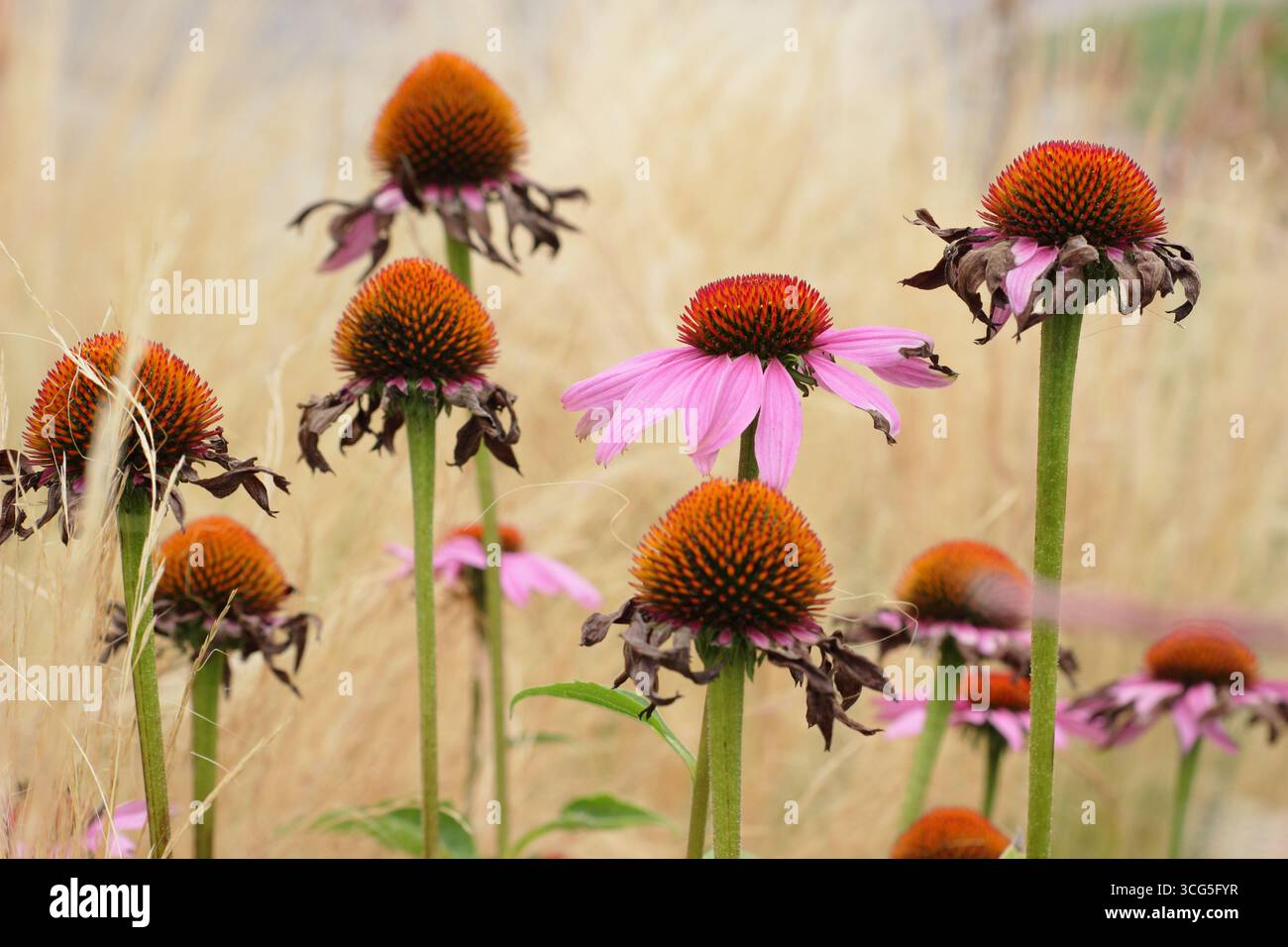 Echinacea purpurea Magnus Samen gegen Stipa tenuissima mexikanisches Federgras im Spätsommer. UK Stockfoto