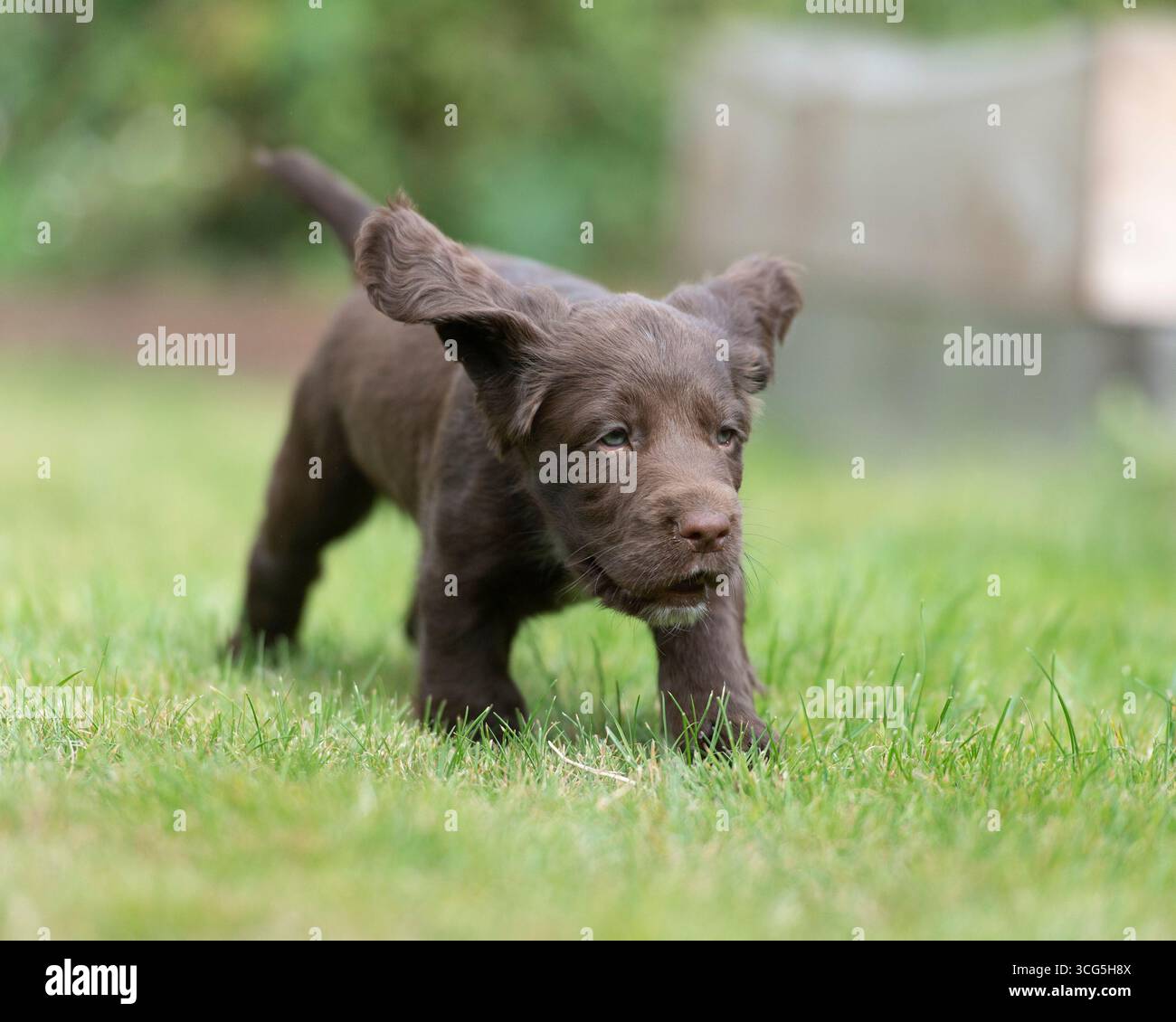 Schokoladenbraunes Speckhündchen, das im Garten spielt Stockfoto