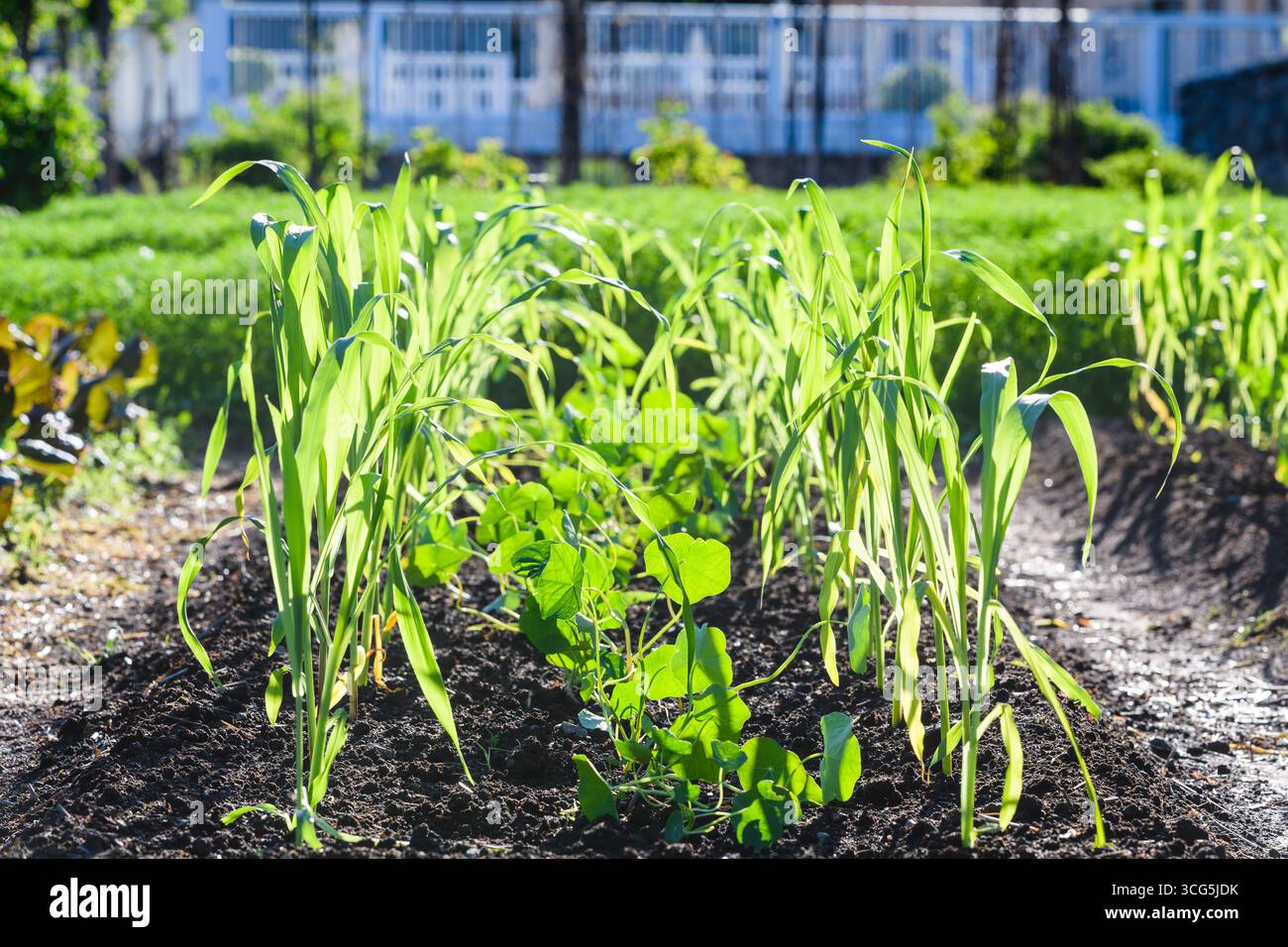 Große grüne Pflanzen erheben sich aus reichem Boden und genießen die helle Sonne in einem Garten in Schweden. Die lebendigen Pflanzen gedeihen, zeigen gesundes Wachstum und Stockfoto