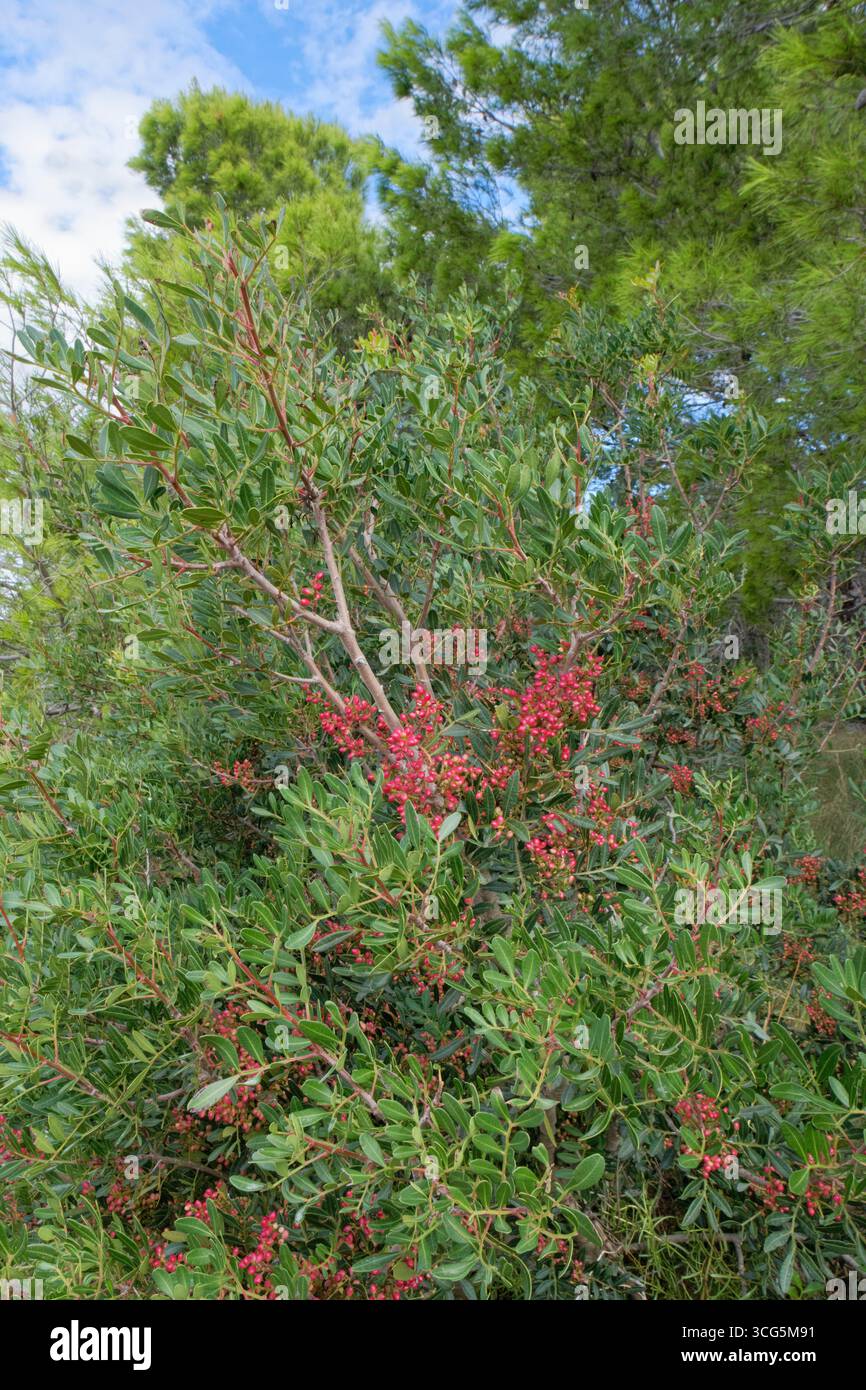 Mastixbaum / Lentisc (Pistacia lentiscus), Quelle von Kaugummimastisharz, mit reifenden Früchten in Küstenwäldern, Vrsi, Komitat Zadar, Kroatien Stockfoto