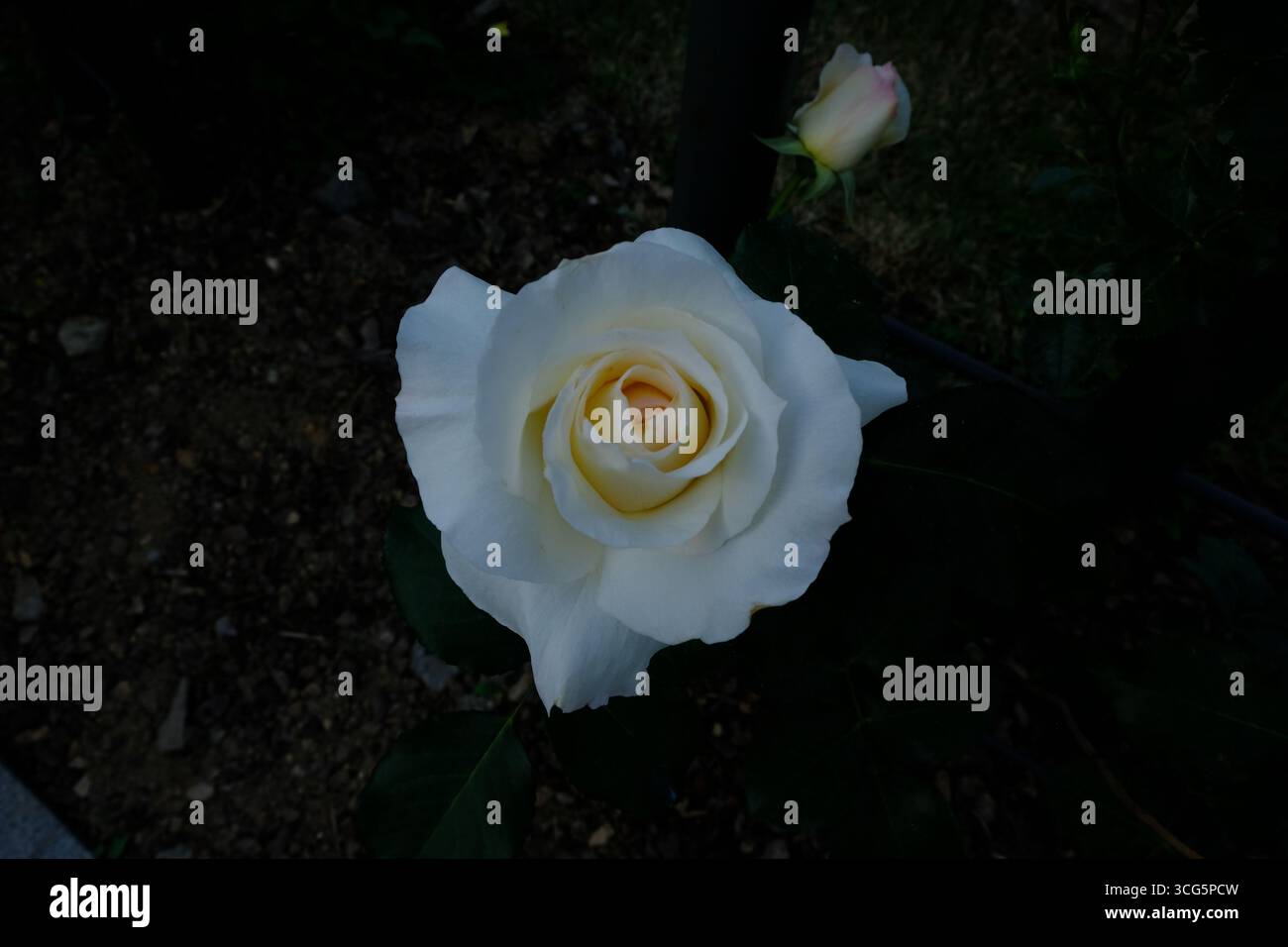 Perfekte weiße Rose im Dunkeln, schwarzer Hintergrund, Frankreich Stockfoto