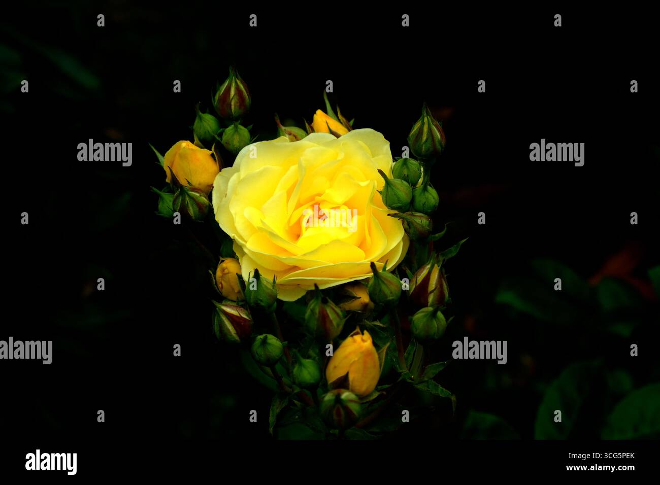 Schöne gelbe Rose umgeben von mehreren Knospen, die kurz vor der Blüte stehen, Frankreich Stockfoto