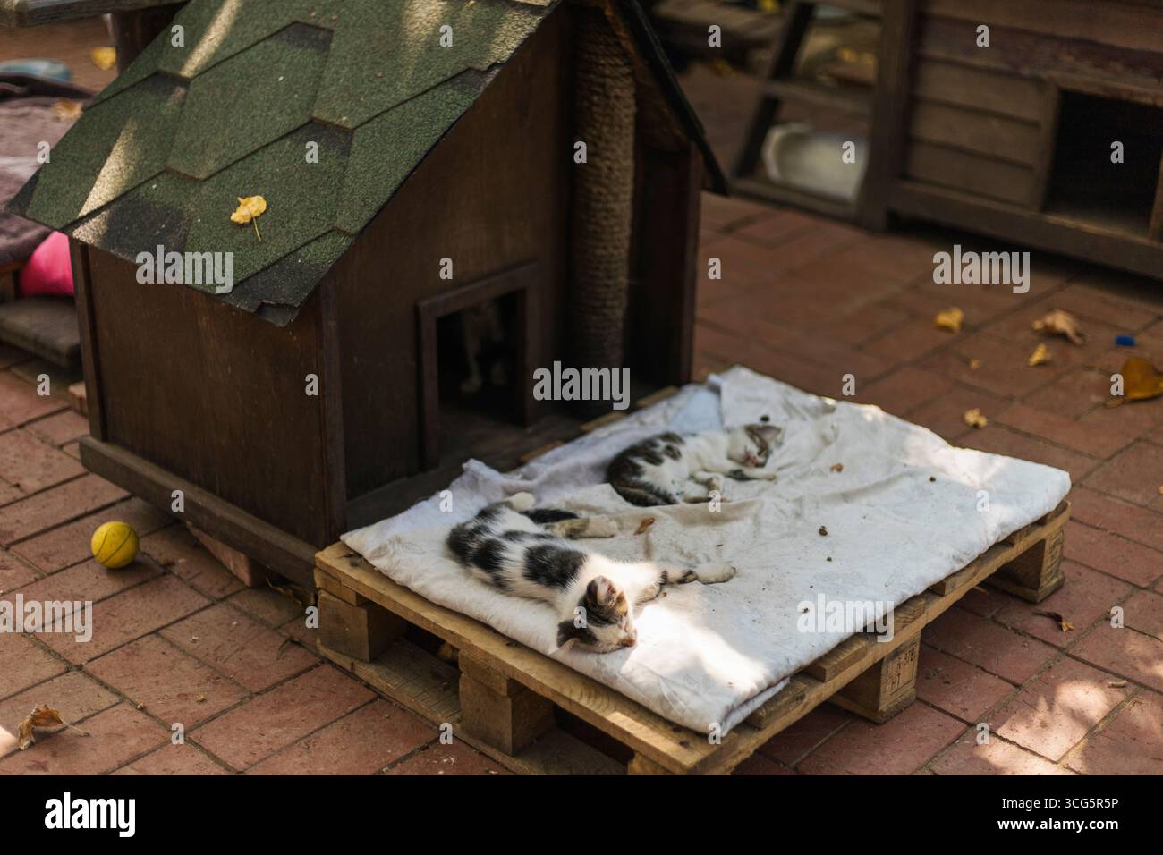 Zwei Katzen schlafen nebeneinander auf einer Holzpalette, die mit einer Decke bedeckt ist. Sie liegen vor einem kleinen Holzunterstand, umgeben von herabfallenden Blättern und Stockfoto